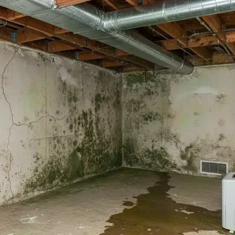 Professional Mold Removal in El Paso County, CO